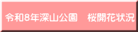 令和８年深山公園　桜開花状況